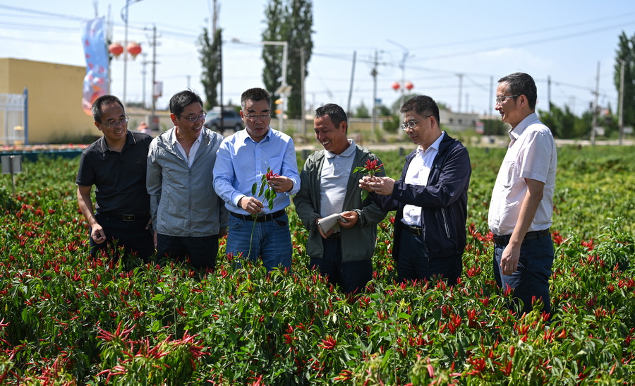 “科技兴椒・链动西北” 峰会召开 湘新辣椒产业融合启新篇